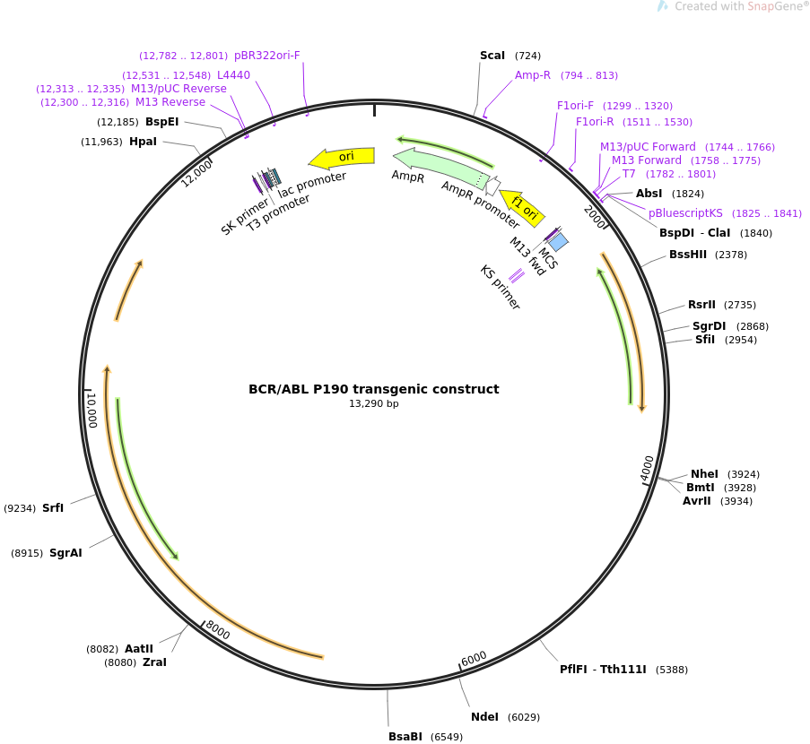 BCRABL P190 transgenic construct质粒图谱
